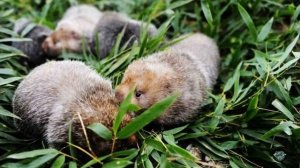 Вот такая уникальная трава!? Факты о бамбуке, которых вы не знали