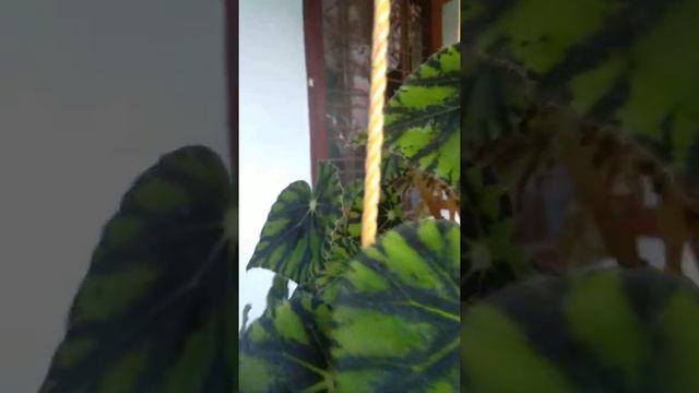 Rex begoniya plant by heavenly garden смотреть онлайн