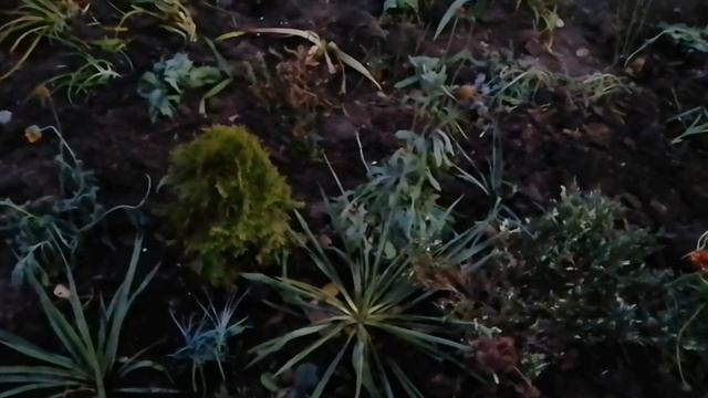 #ЕЙСК, #ДАЧИ ? Федя! Заливаем тёплый пол на кухне. Пересаживаем растюшки. смотреть онлайн