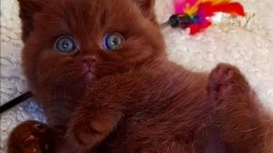 Как отличить кота от кошки | как определить пол котёнка