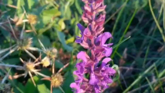 Лечебни растения от семейство Устноцветни (Lamiaceae) смотреть онлайн