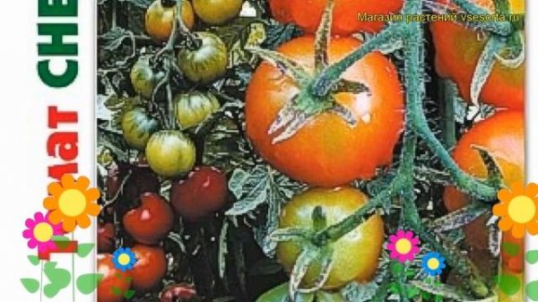 Томат Снегопад F1. Краткий обзор, описание характеристик solanum lycopersicum Snegopad F1