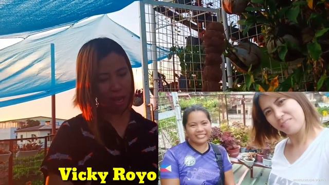 MAGPARAMI AT MAGPALAGO TAYO NG SILVER SATIN POTHOS & CARE AND TIPS HOW TO GROW FAST BLACK VELVET смотреть онлайн