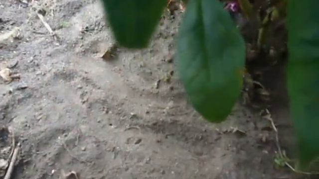 поговорим о флоксах, советы смотреть онлайн