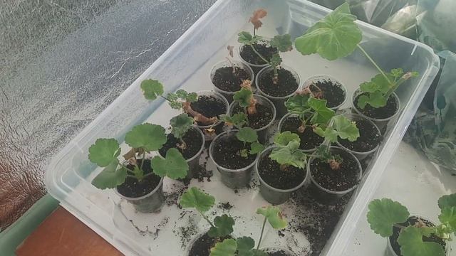 Как укоренились черенки пеларгонии. Часть 2. смотреть онлайн