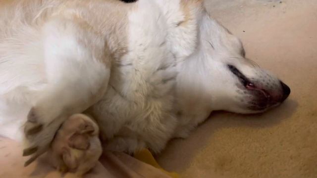 Corgi passed out смотреть онлайн