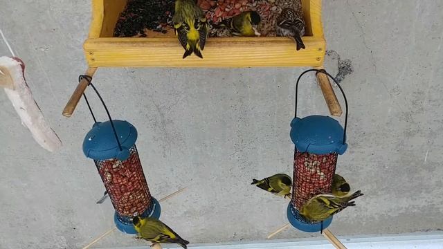 чечетки прилетели смотреть онлайн