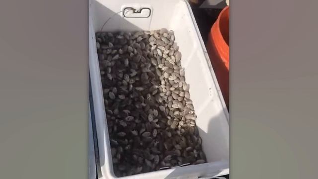 Невероятные Случаи на Пляжах, Снятые на Камеру.mp4 смотреть онлайн