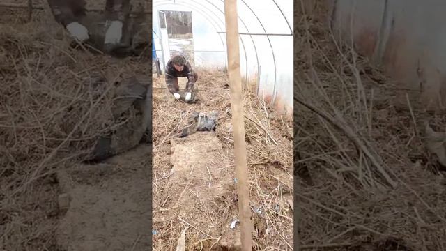 Заброшеная теплица, парник приводим в порядок #дача #огород #беларусь #чаусы #деревня #теплица