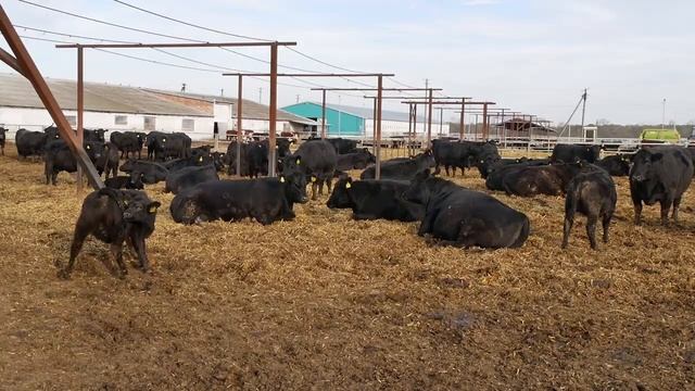 Кореновск. В ООО "Агрофирма "Лада" идет зимовка скота. смотреть онлайн