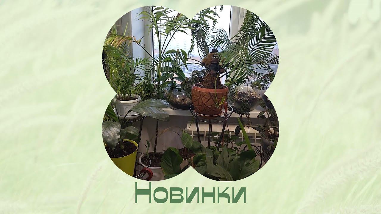 Новинки домашних цветов. Сентябрь 2022 смотреть онлайн