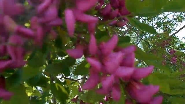 Robinia pseudoacacia смотреть онлайн