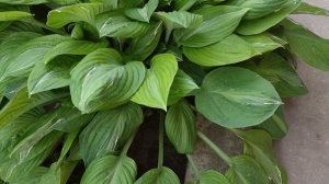 Хосты в саду. Необходимый уход за хостами - удобрение, подкормка