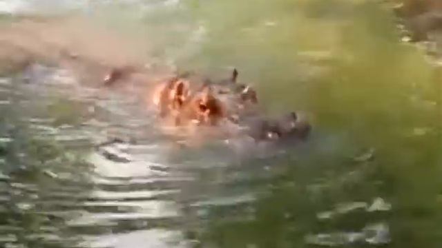 Канзасский зоопарк/Visiting Kansas City Zoo смотреть онлайн