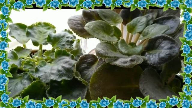 МОИ ЦВЕТУЛЬКИ ПЕРЕСТАНОВКА смотреть онлайн