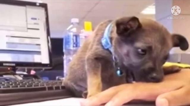 Щенка били и мучали маленькие дети ,он был без сил и не мог пошевелится смотреть онлайн