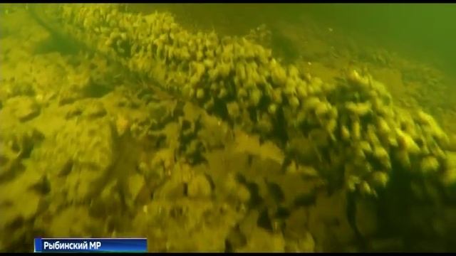 Новые находки: на Рыбинском водохранилище дайверы обследовали затопленный монастырь смотреть онлайн