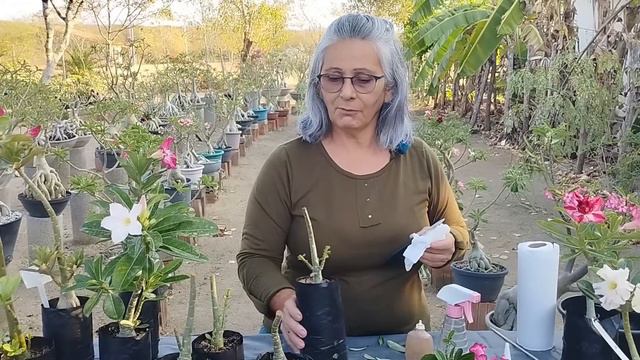 🌸✂️ Poda Mágica: Transformando Sua Rosa do Deserto em Beleza! смотреть онлайн