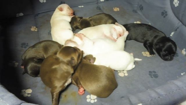 Щенкам #чихуахуа 6 ДНЕЙ 22.05.23 ДОСТАВКА товаров ДЛЯ животных на ДАЧУ #промокод в описании #4lapy смотреть онлайн