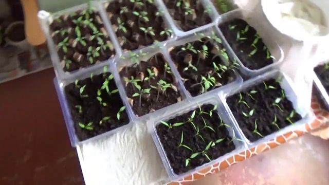 автополив своими руками фитильный полив рассады автополив комнатных растений своими руками смотреть онлайн