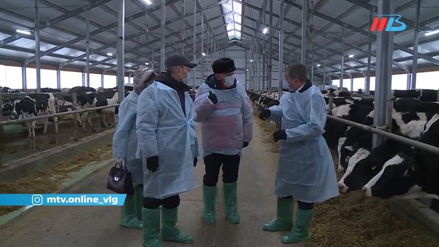 Волгоградское предприятие планирует выпускать 32 тонны молока в год смотреть онлайн