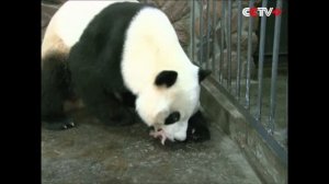 Панда Родила и Испугалась