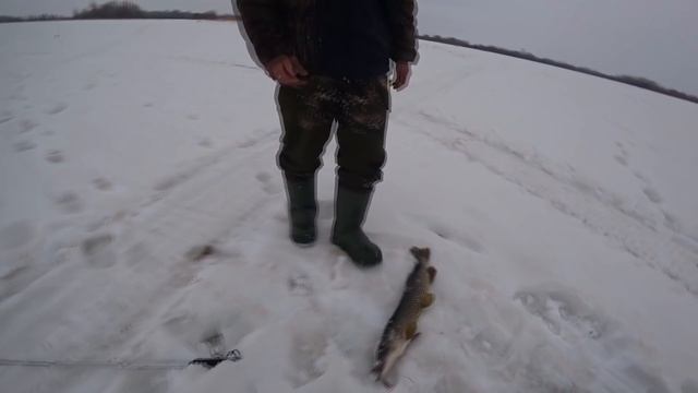 ЭТО СОН?! ЖЕРЛИЦЫ не дают покоя! Столько щуки я еще не ловил! Трофейная рыбалка. смотреть онлайн