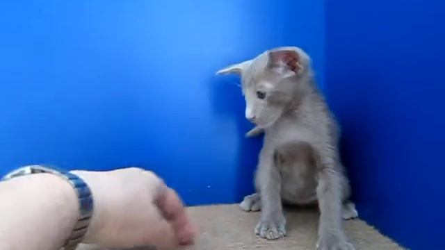 Ориентальные котята. Мальчик лиловый смотреть онлайн