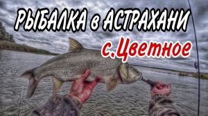 ЛОВИТСЯ ВСЁ! ПРИЕХАЛ ТУДА СПУСТЯ ТРИ ГОДА. Рыбалка в Астрахани.