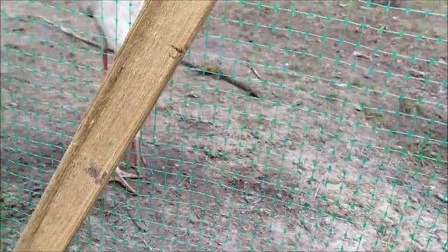 Заяц дома. Аисты едят зайчат. смотреть онлайн