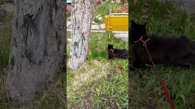 кошка Бася гуляет/кошка Бася познает улицу/страшно,но интересно смотреть онлайн