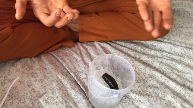 Азиатски Пиявици от Piqvica.bg / Buffalo Leeches for sale on Leeches.com! Азиатская Пиявка смотреть онлайн