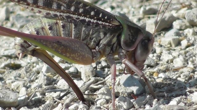 Кузнечик серый откладывает яйца ( Decticus verrucivorus ) смотреть онлайн
