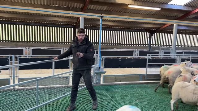 These SHEEP got a NEW SHED смотреть онлайн