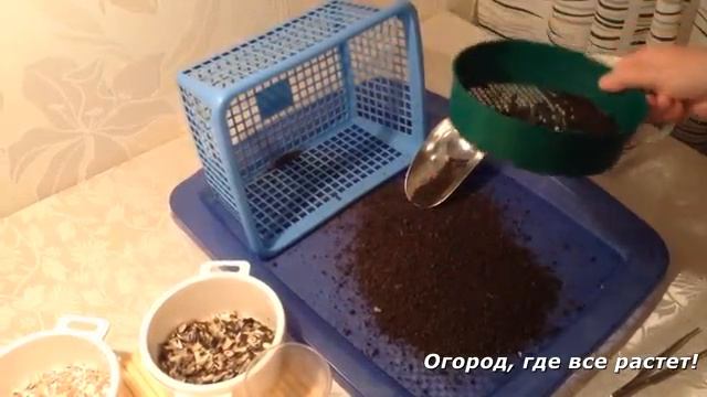 Посадка арбузов на рассаду.mp4 смотреть онлайн