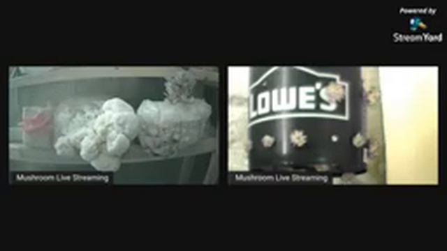 Mushroom Live Streaming (03-07-21) Actual harvesting @ 6:37 (Pink and Blue Oyster Mushroom) смотреть онлайн