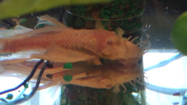 Сом  АНЦИСТРУС АЛЬБИНОС (Ancistrus Dolichopterus Albino)