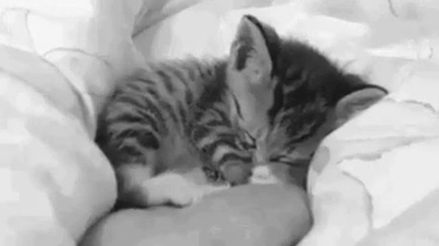 милый котёнок спит свернувшись клубочком❤ смотреть онлайн