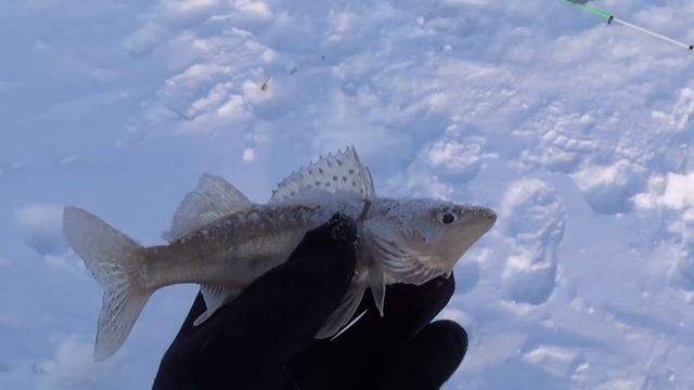 РЫБАЛКА НА  ОБИ В НОВОСИБИРСКЕ  FISHING ON THE RIVER IN NOVOSIBIRSK