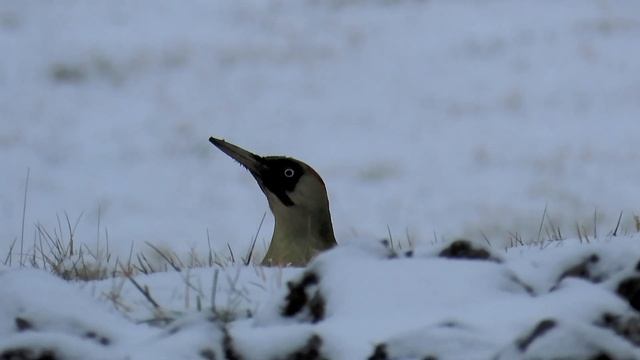 1273. Žluna zelená, European Green Woodpecker, Grünspecht, Groene specht, Зелёный дятел смотреть онлайн