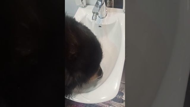 для чего нужно биде? смотреть онлайн