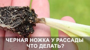 Черная Ножка у Рассады, что Делать? Как с ней Бороться. Выращиваем Рассаду Правильно