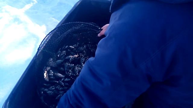 Карась зимняя рыбалка. смотреть онлайн