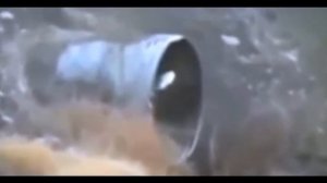 Кто такой Рейк | фото и видео | реальное существо