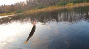 В поисках Семги.  Рыбалка на Кольском. Чапома сентябрь 2020.