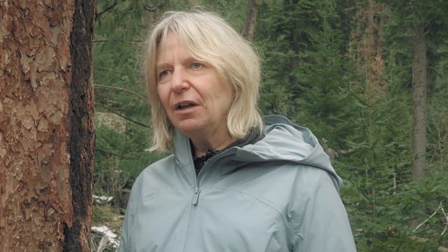 Finding the Mother Tree | Suzanne Simard смотреть онлайн