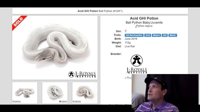 J-Royals Reptiles Ball Python Morph Combos | Jack's Reptiles смотреть онлайн