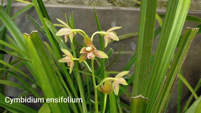 Cymbidium Ensifolium