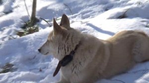 Натаска молодых лаек по кунице