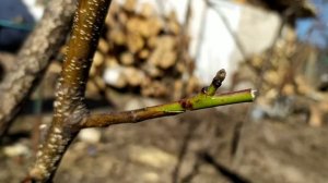 Прививка персика в расщеп и улучшенным способом | Результаты прошлогодних прививок